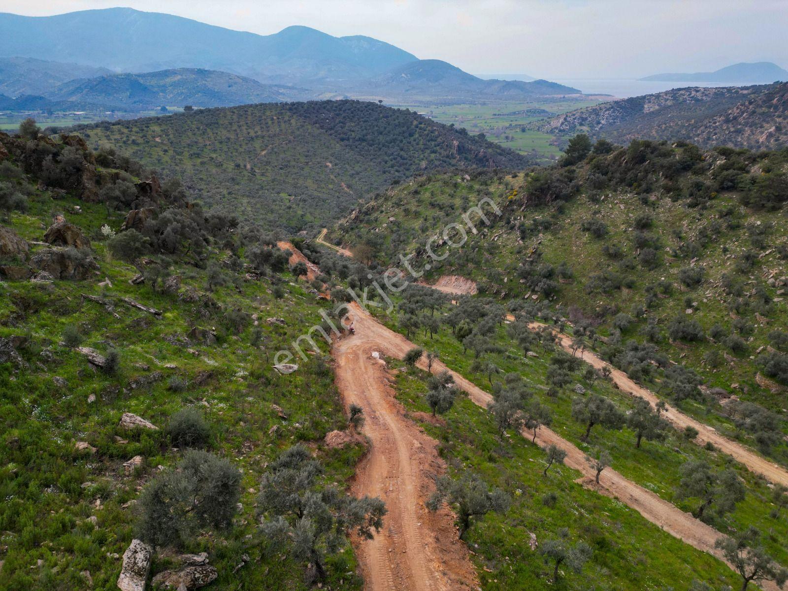 Egenin Bereketine Ortak Olun: Bafa Zeytinlik Hisseleri — fotoğraf 16