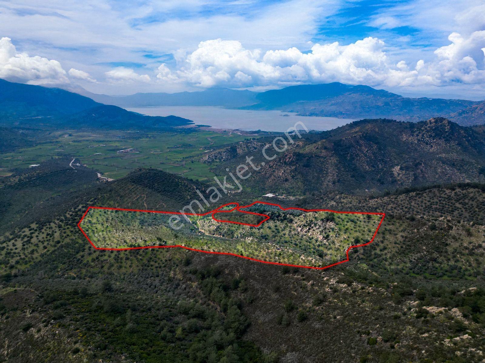 Egenin Bereketine Ortak Olun: Bafa Zeytinlik Hisseleri — fotoğraf 20