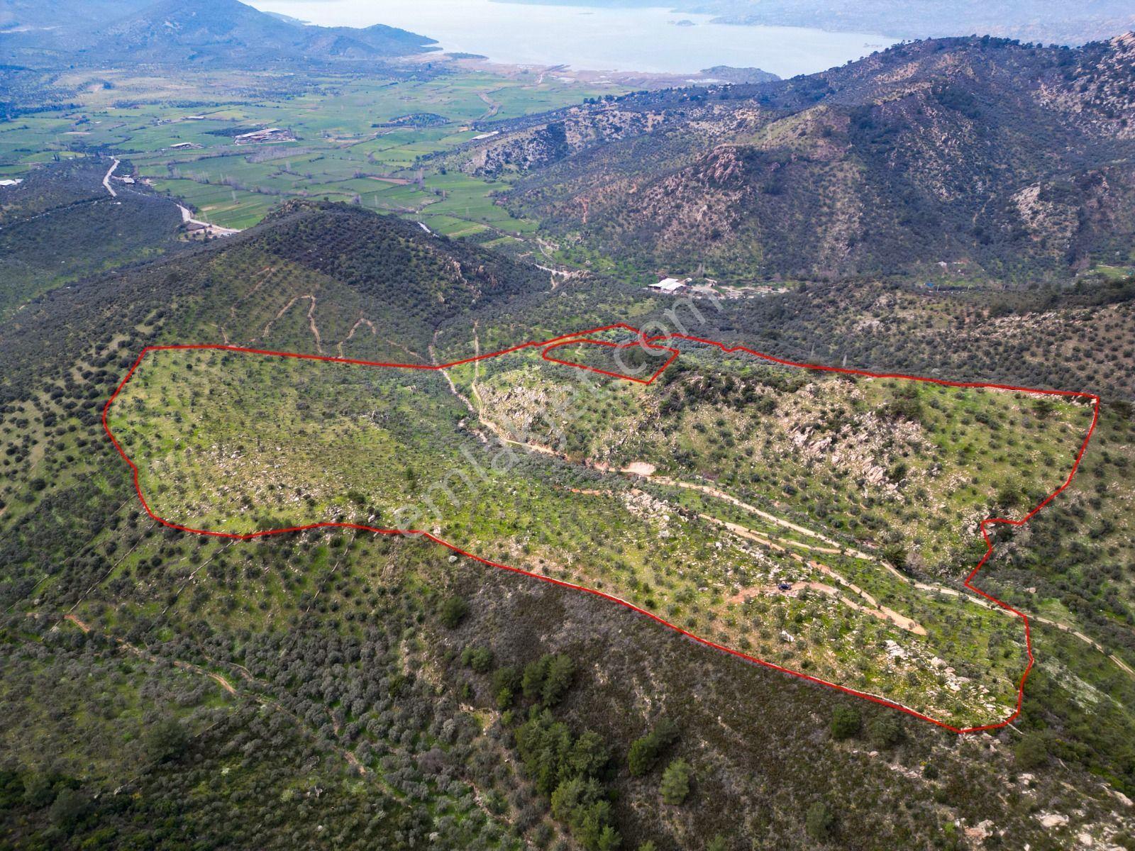 Egenin Bereketine Ortak Olun: Bafa Zeytinlik Hisseleri — fotoğraf 22