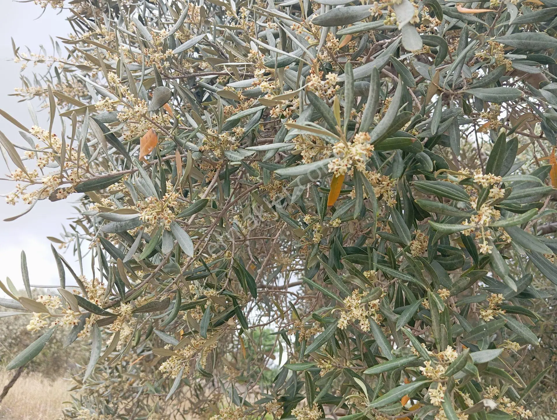 Pınarcık'Da, Bodrum Yoluna Çok Yakın Zeytin Tarlası