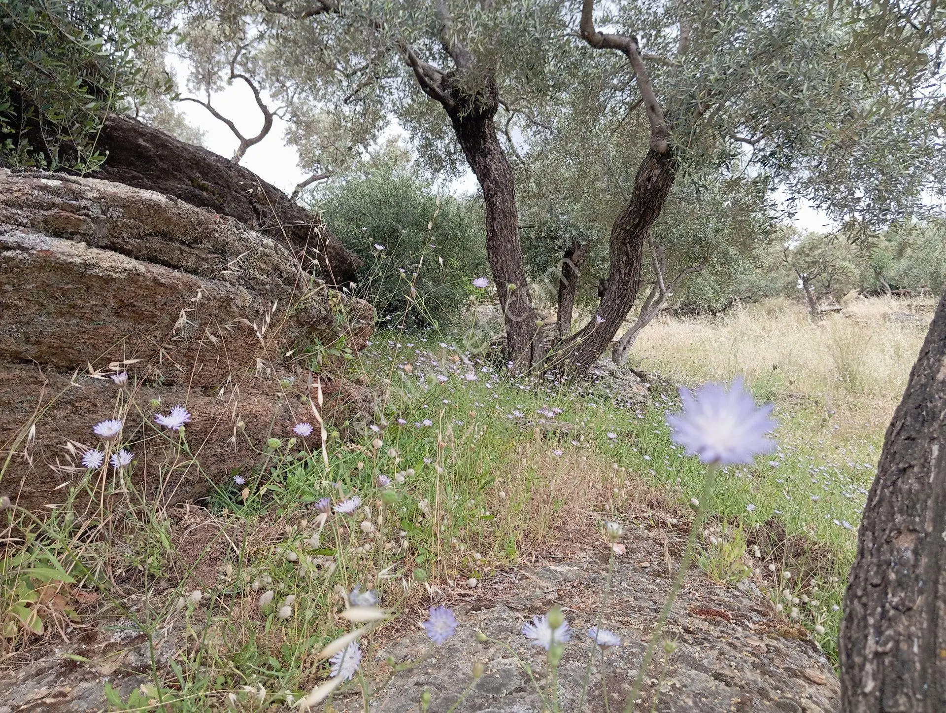 Pınarcık'da, Bodrum Yoluna Çok Yakın Zeytin Tarlası — fotoğraf 2