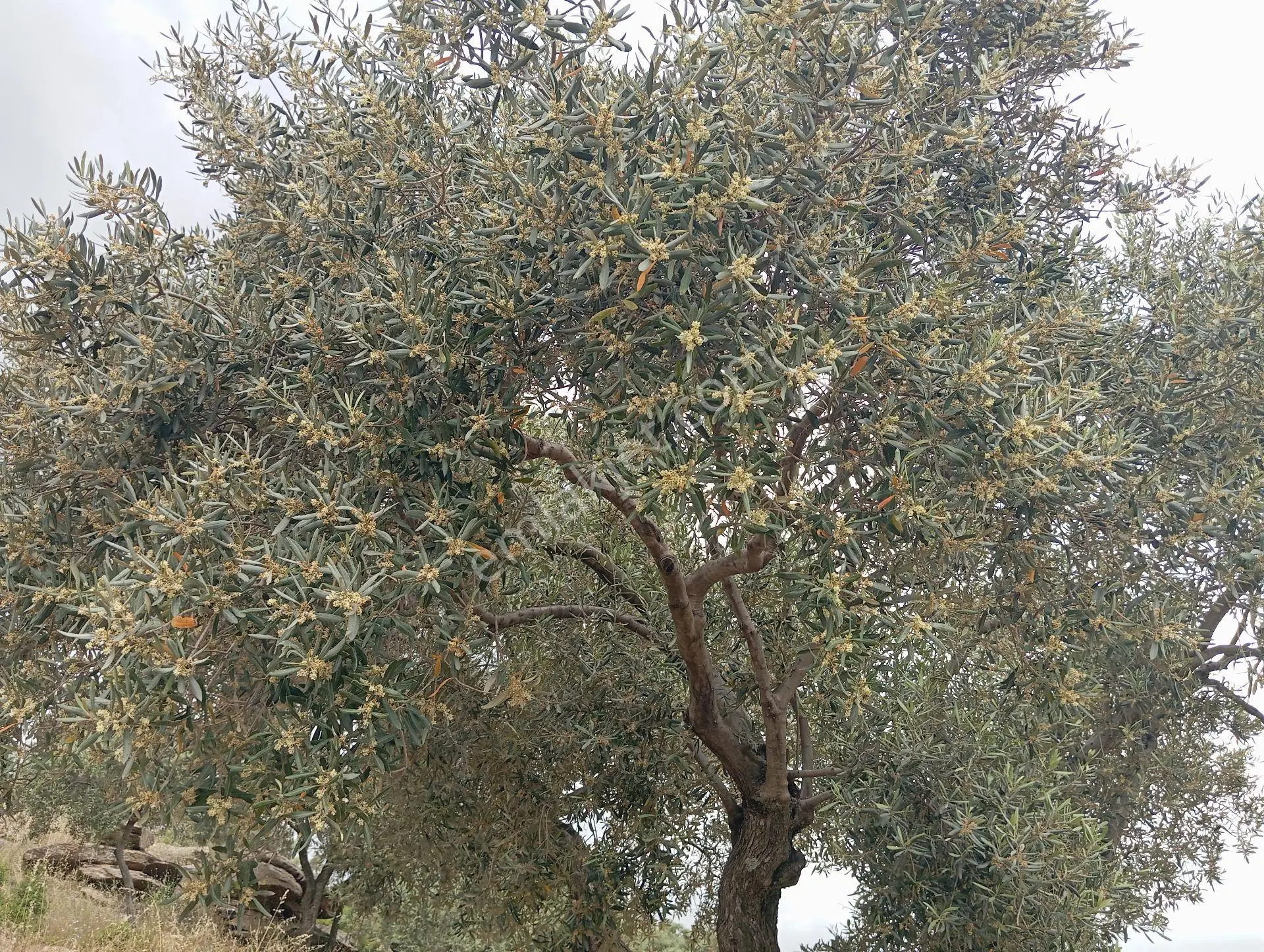 Pınarcık'da, Bodrum Yoluna Çok Yakın Zeytin Tarlası — fotoğraf 3