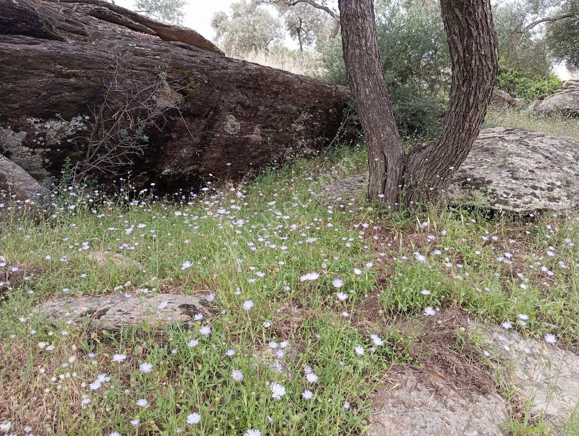 Pınarcık'da, Bodrum Yoluna Çok Yakın Zeytin Tarlası — fotoğraf 4