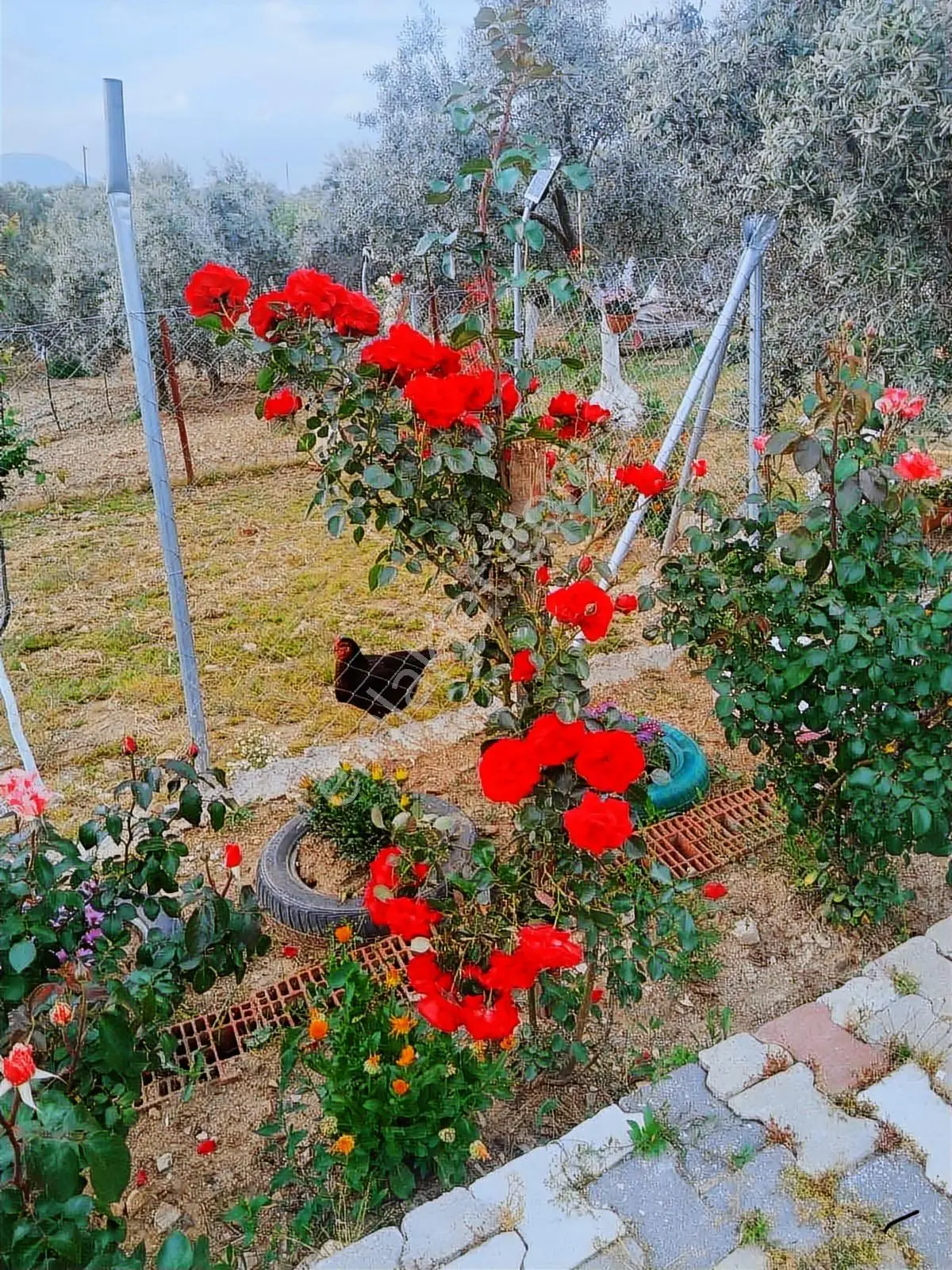 Novas'tan Torbalı Dirmil'de Satılık İçinde Ev Olan Bahçe — fotoğraf 34