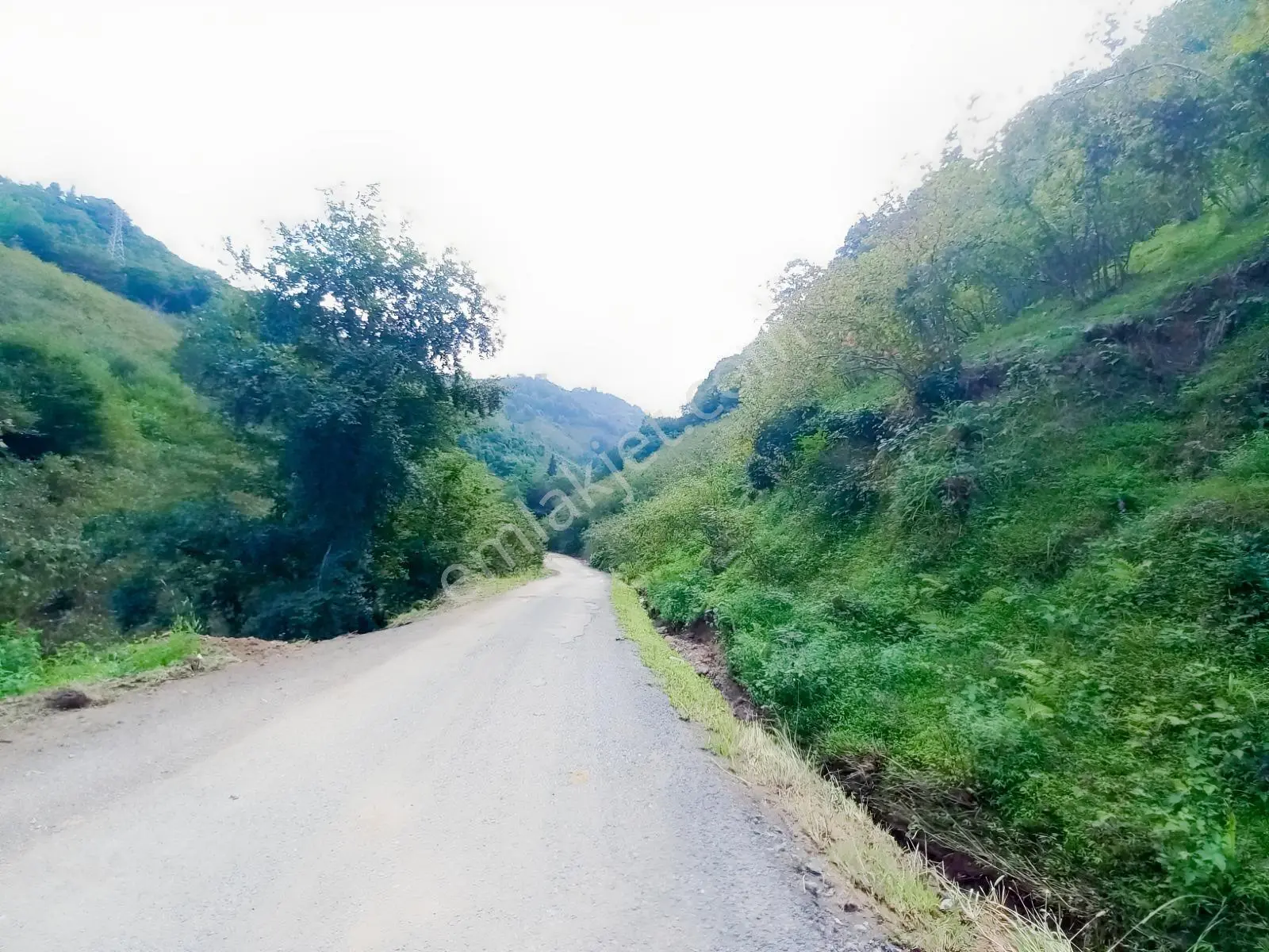 Doğuş Gayrimenkul Arsin Şankaya Da Satılık Fındık Bahçesi — fotoğraf 3