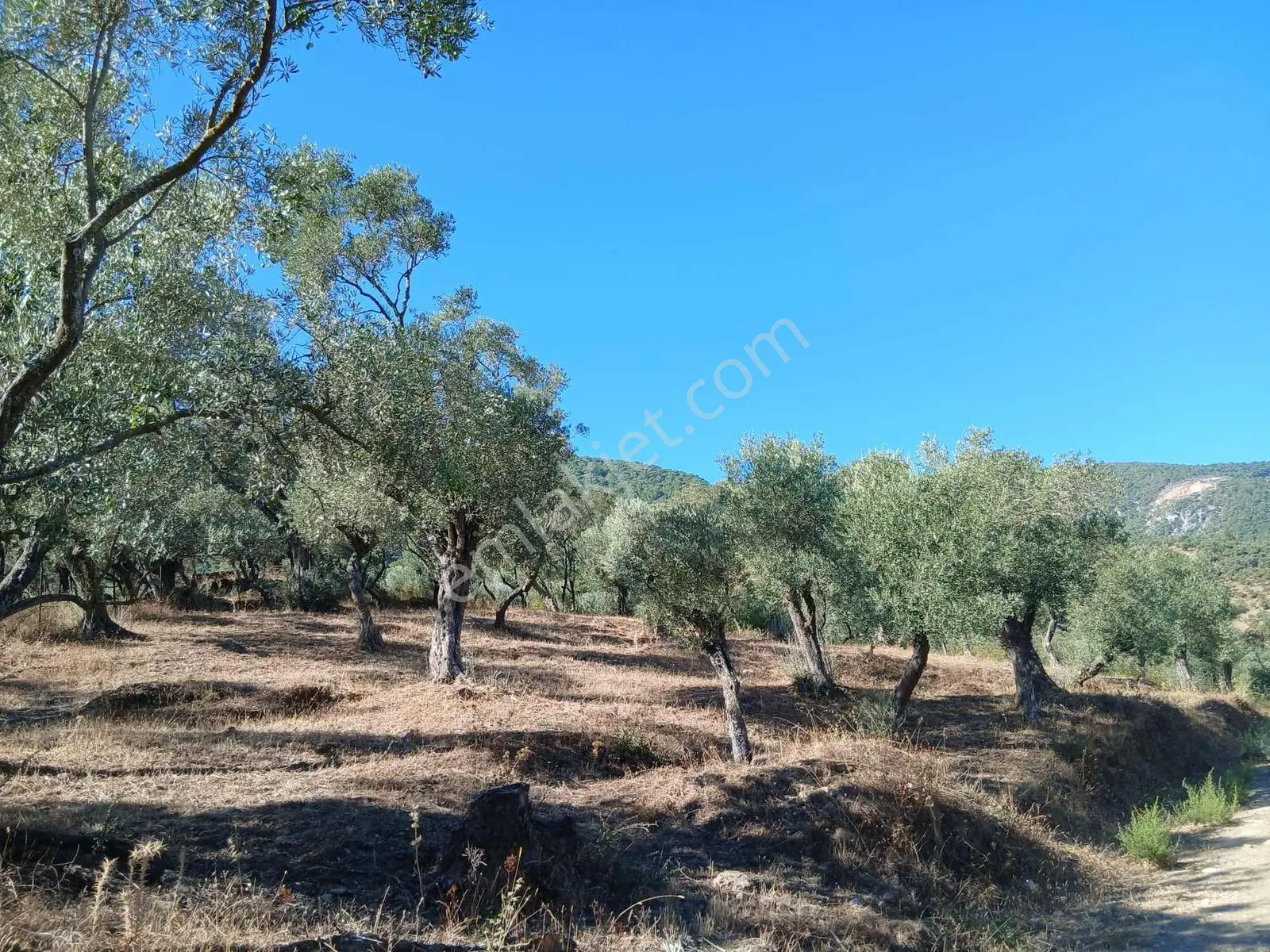 Milas Eğriderede 1.200 M² Müstakil Tapulu Zeytinlik Yatırımlık! — fotoğraf 2