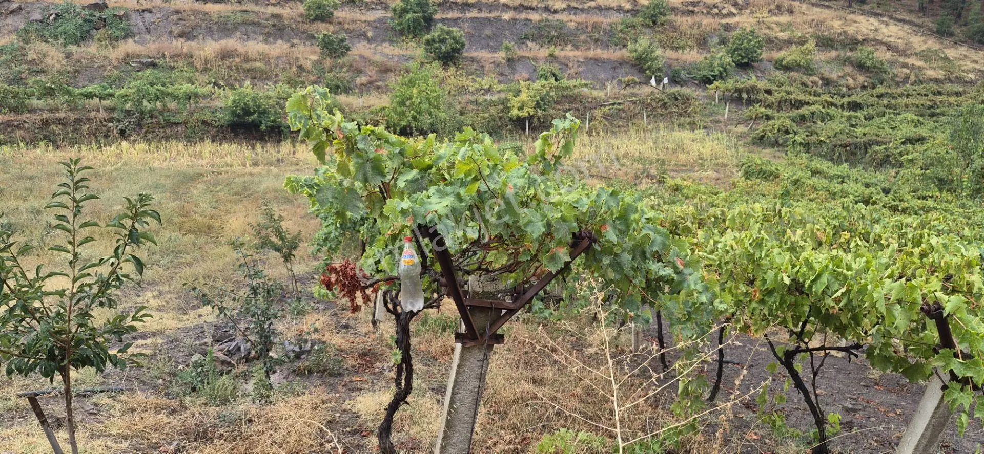 Üretimiyle Öne Çıkan, Geleceğe Değer Katan Satılık Arazi — fotoğraf 2
