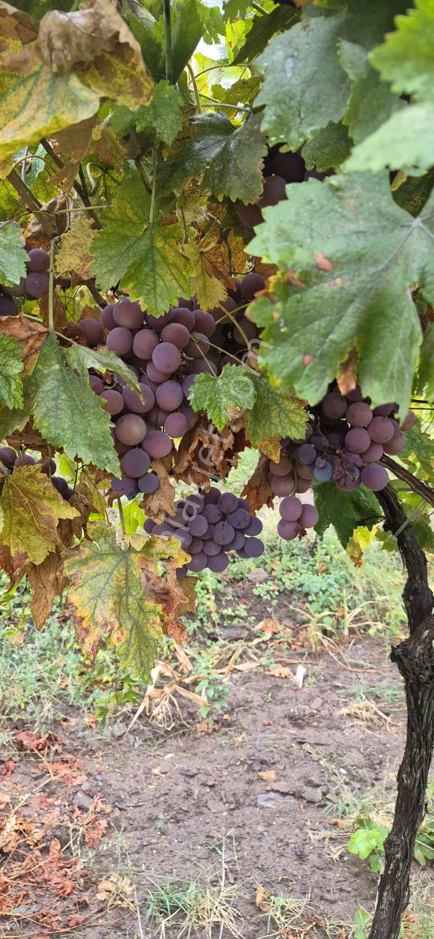 Üretimiyle Öne Çıkan, Geleceğe Değer Katan Satılık Arazi — fotoğraf 27