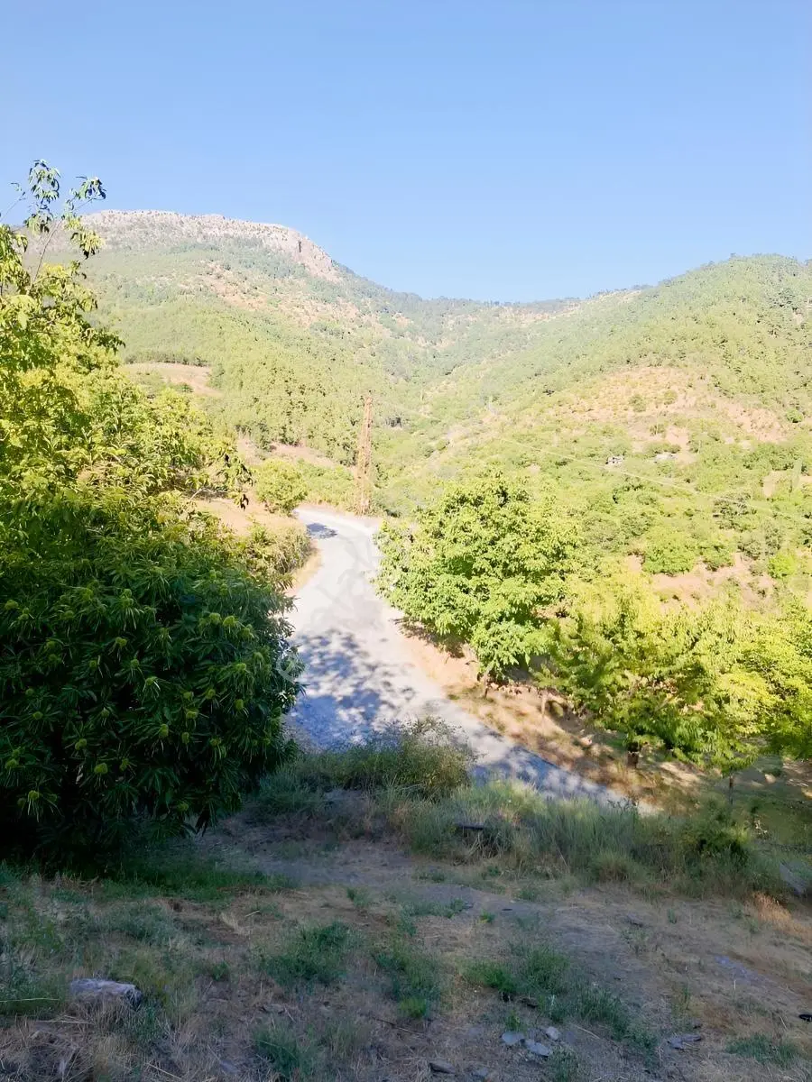 Kestane Kiraz Bahçesi Elektrik Ve Su Havuz Mevcut 7000m2 Ana Yol — fotoğraf 5