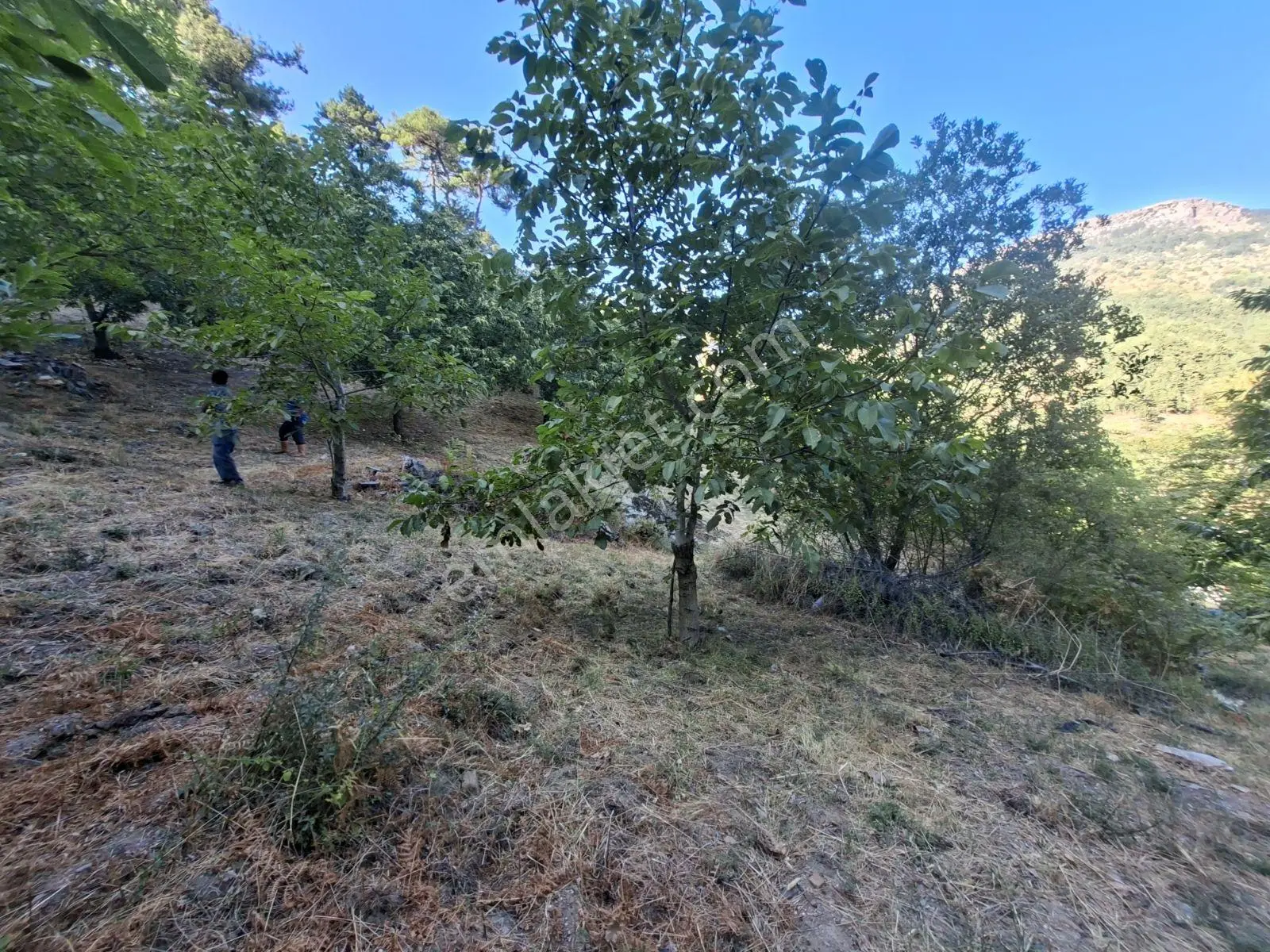 Kestane Kiraz Bahçesi Elektrik Ve Su Havuz Mevcut 7000m2 Ana Yol — fotoğraf 11