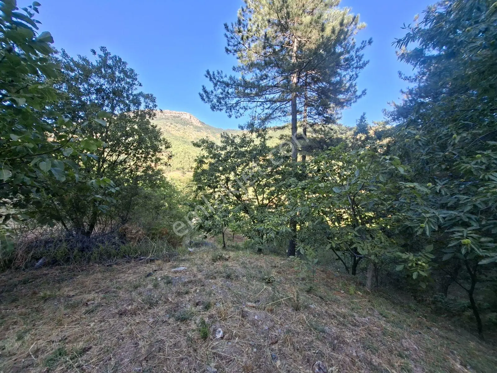 Kestane Kiraz Bahçesi Elektrik Ve Su Havuz Mevcut 7000m2 Ana Yol — fotoğraf 12