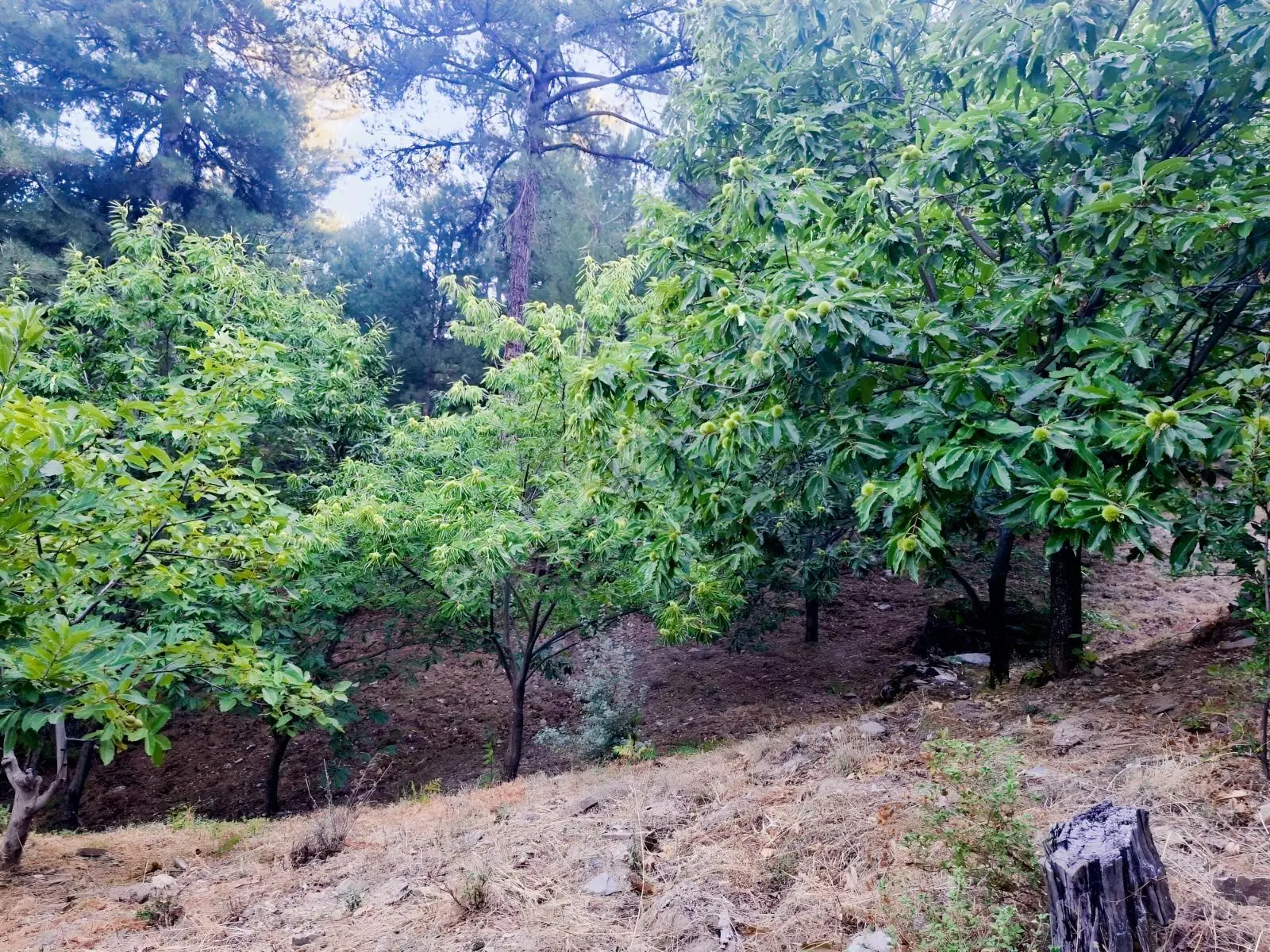 Kestane Kiraz Bahçesi Elektrik Ve Su Havuz Mevcut 7000m2 Ana Yol — fotoğraf 15