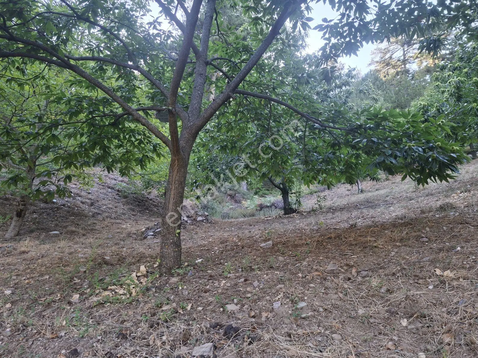 Kestane Kiraz Bahçesi Elektrik Ve Su Havuz Mevcut 7000m2 Ana Yol — fotoğraf 16