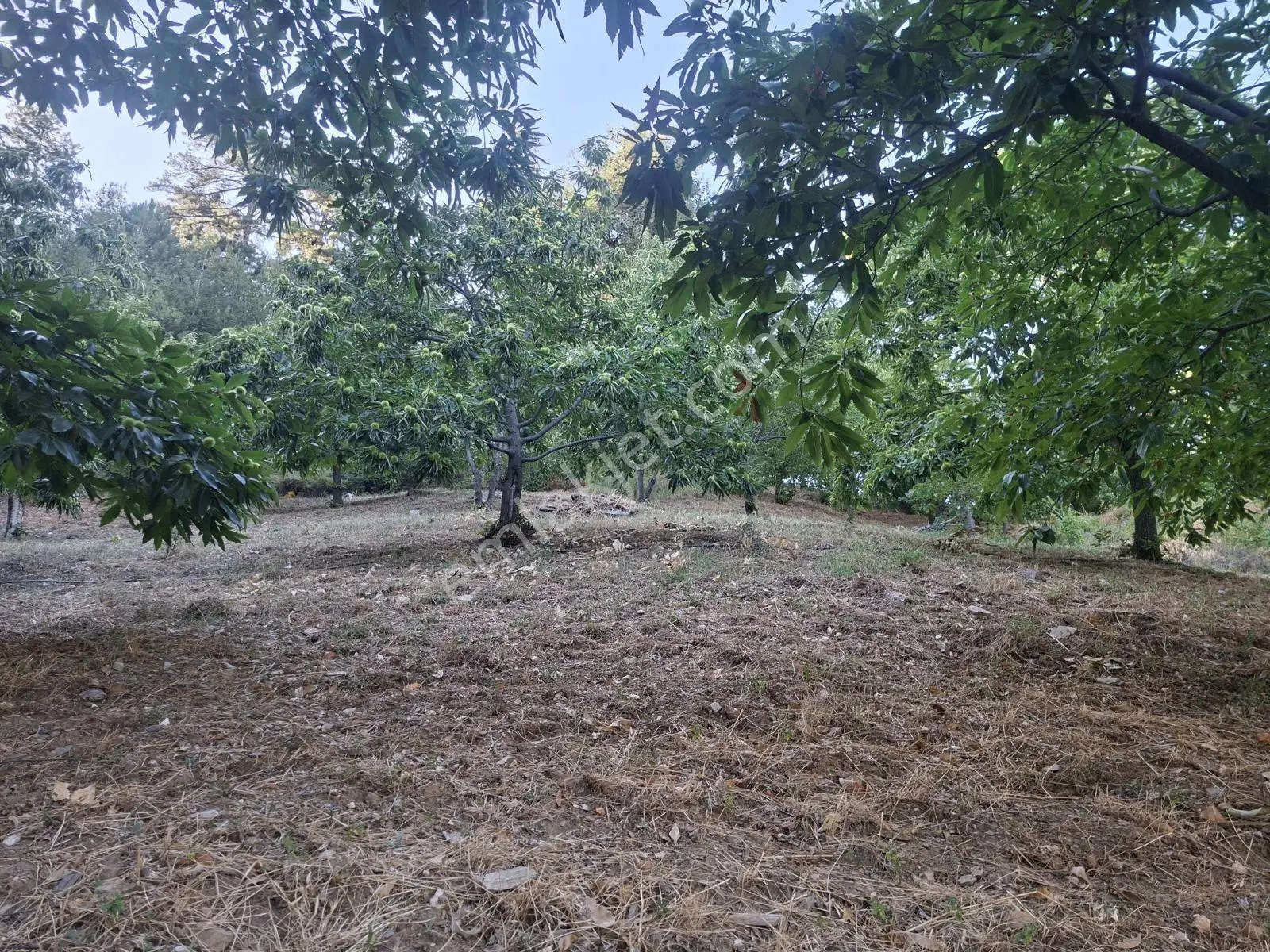 Kestane Kiraz Bahçesi Elektrik Ve Su Havuz Mevcut 7000m2 Ana Yol — fotoğraf 17