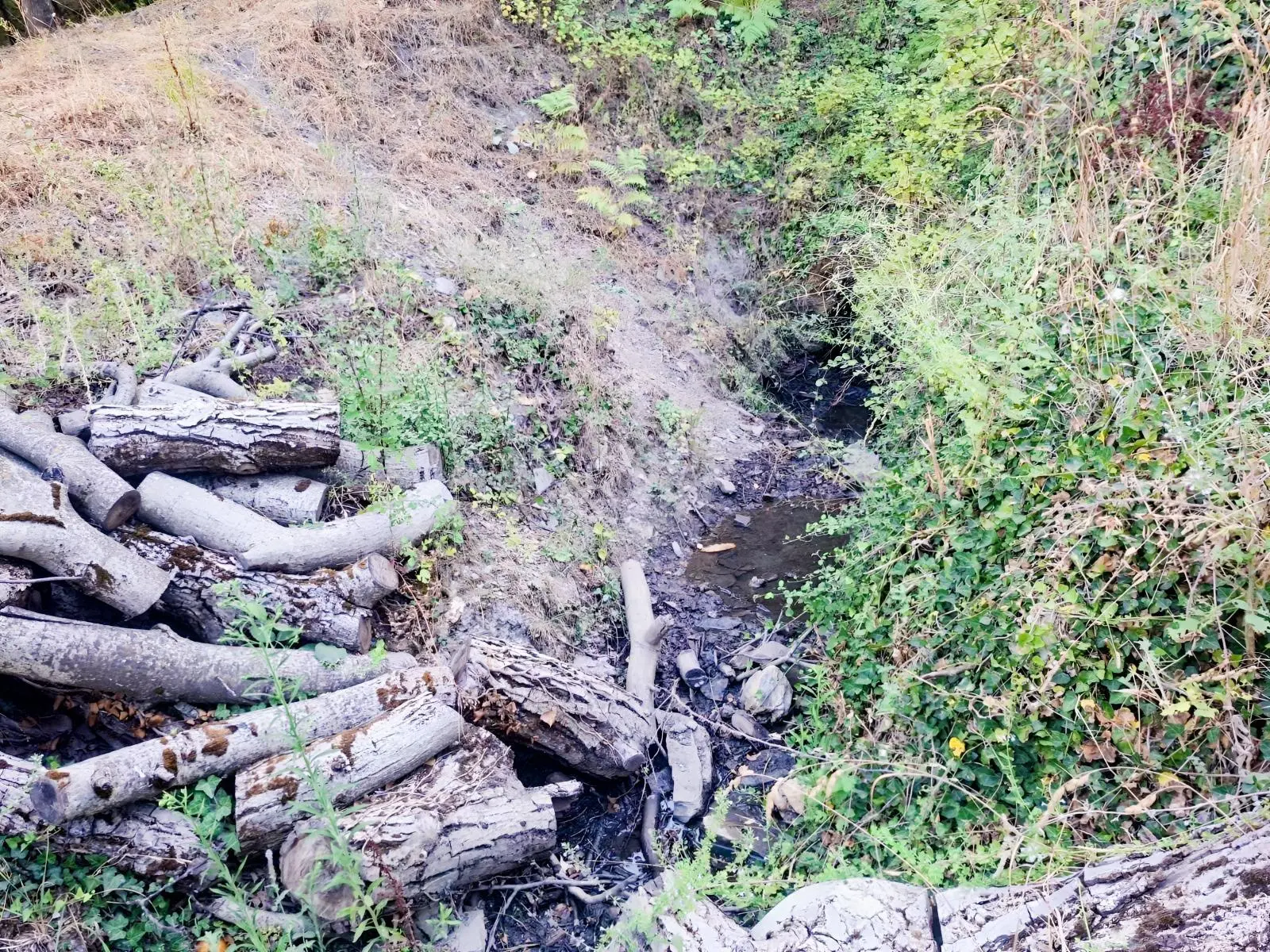 Kestane Kiraz Bahçesi Elektrik Ve Su Havuz Mevcut 7000m2 Ana Yol — fotoğraf 19
