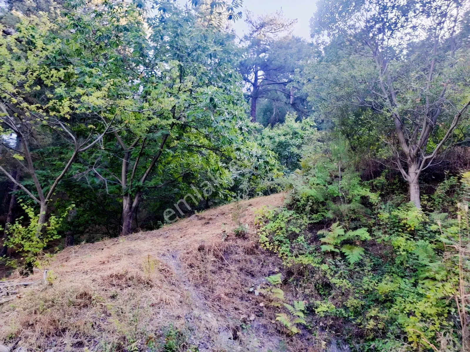 Kestane Kiraz Bahçesi Elektrik Ve Su Havuz Mevcut 7000m2 Ana Yol — fotoğraf 20
