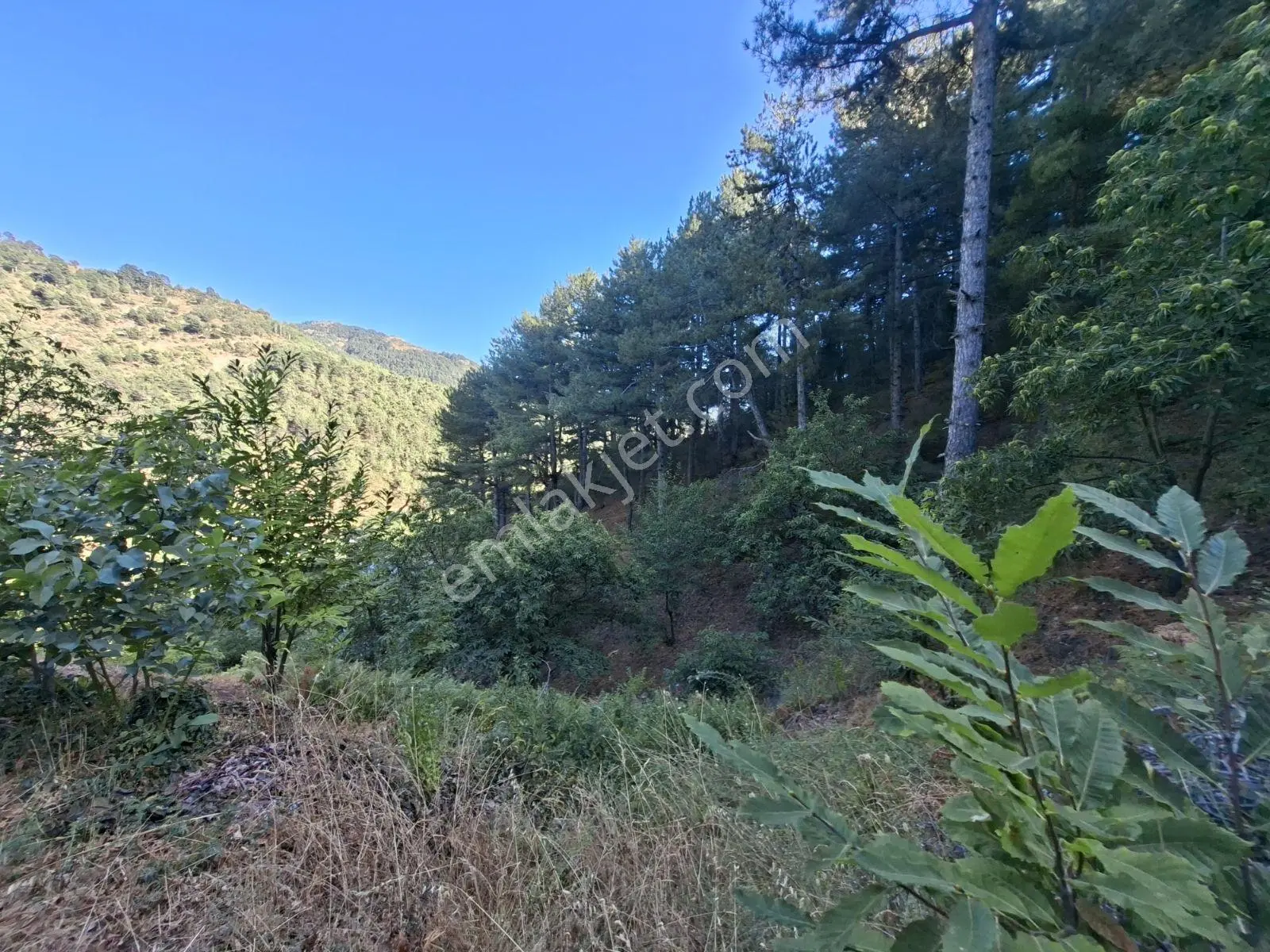Kestane Kiraz Bahçesi Elektrik Ve Su Havuz Mevcut 7000m2 Ana Yol — fotoğraf 21