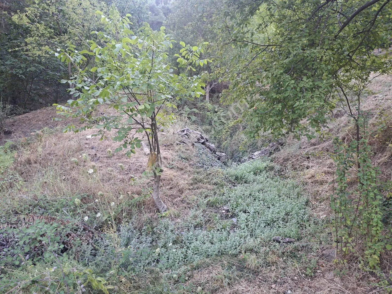 Kestane Kiraz Bahçesi Elektrik Ve Su Havuz Mevcut 7000m2 Ana Yol — fotoğraf 22