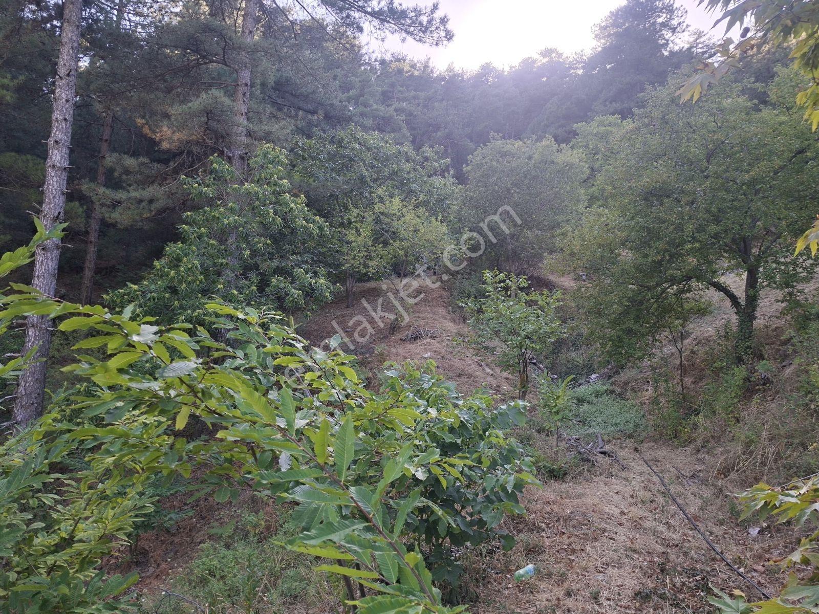 Kestane Kiraz Bahçesi Elektrik Ve Su Havuz Mevcut 7000m2 Ana Yol — fotoğraf 23