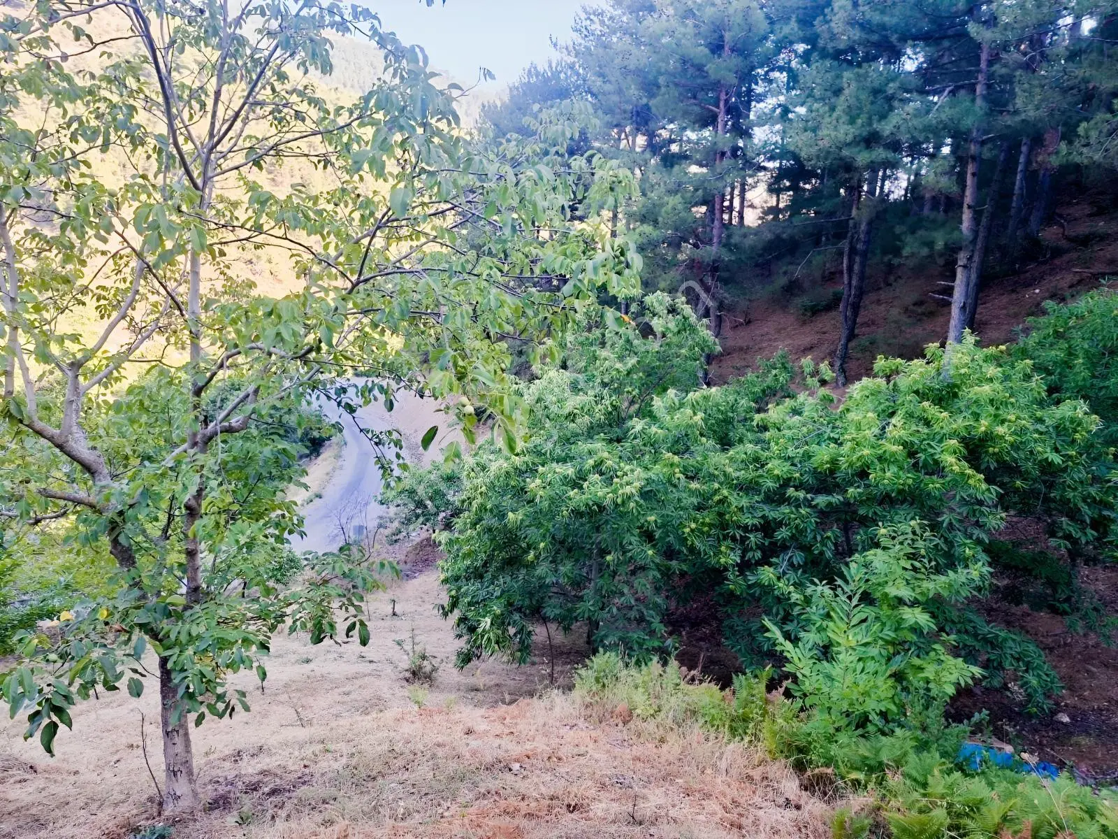Kestane Kiraz Bahçesi Elektrik Ve Su Havuz Mevcut 7000m2 Ana Yol — fotoğraf 25