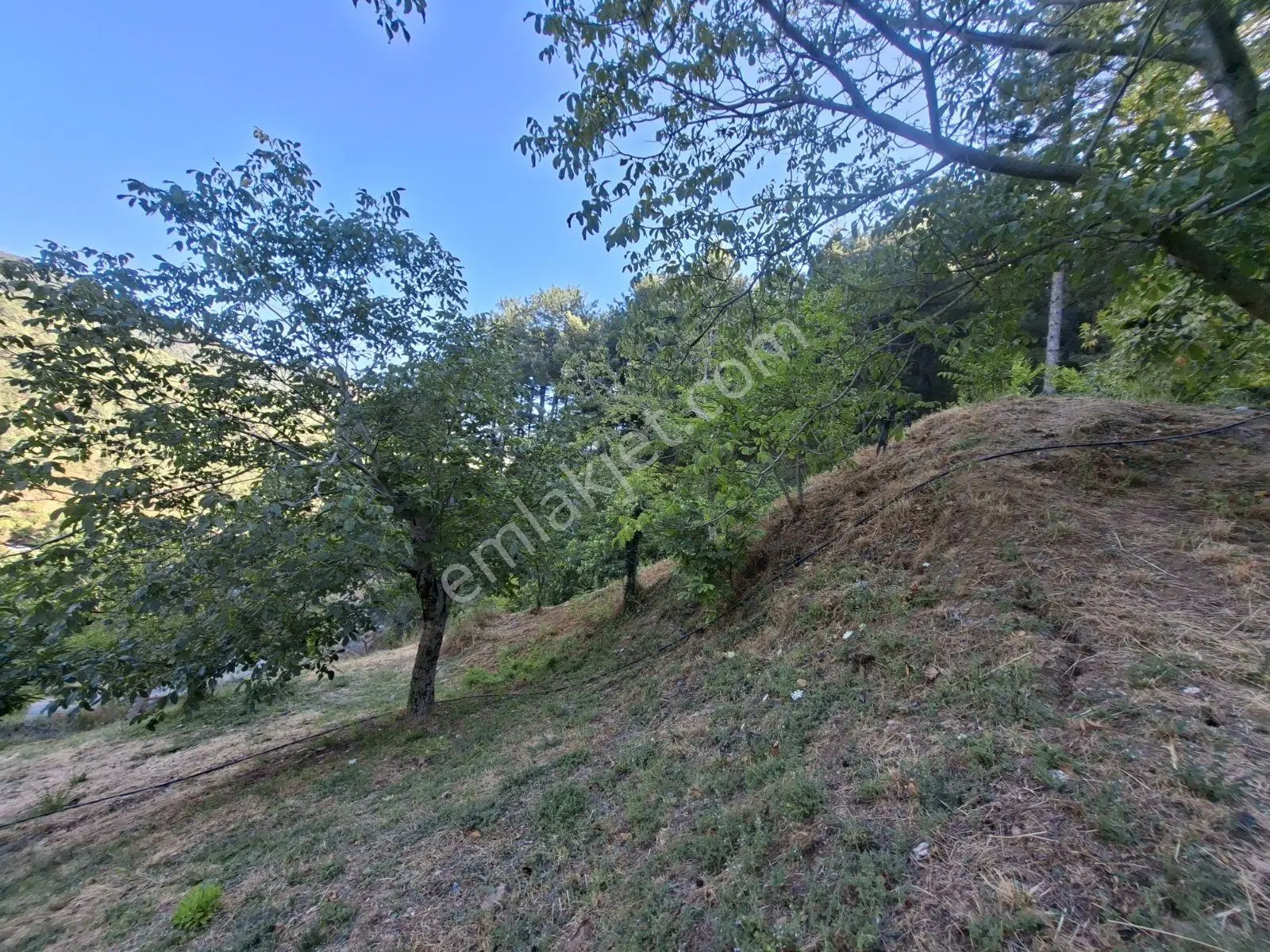 Kestane Kiraz Bahçesi Elektrik Ve Su Havuz Mevcut 7000m2 Ana Yol — fotoğraf 26