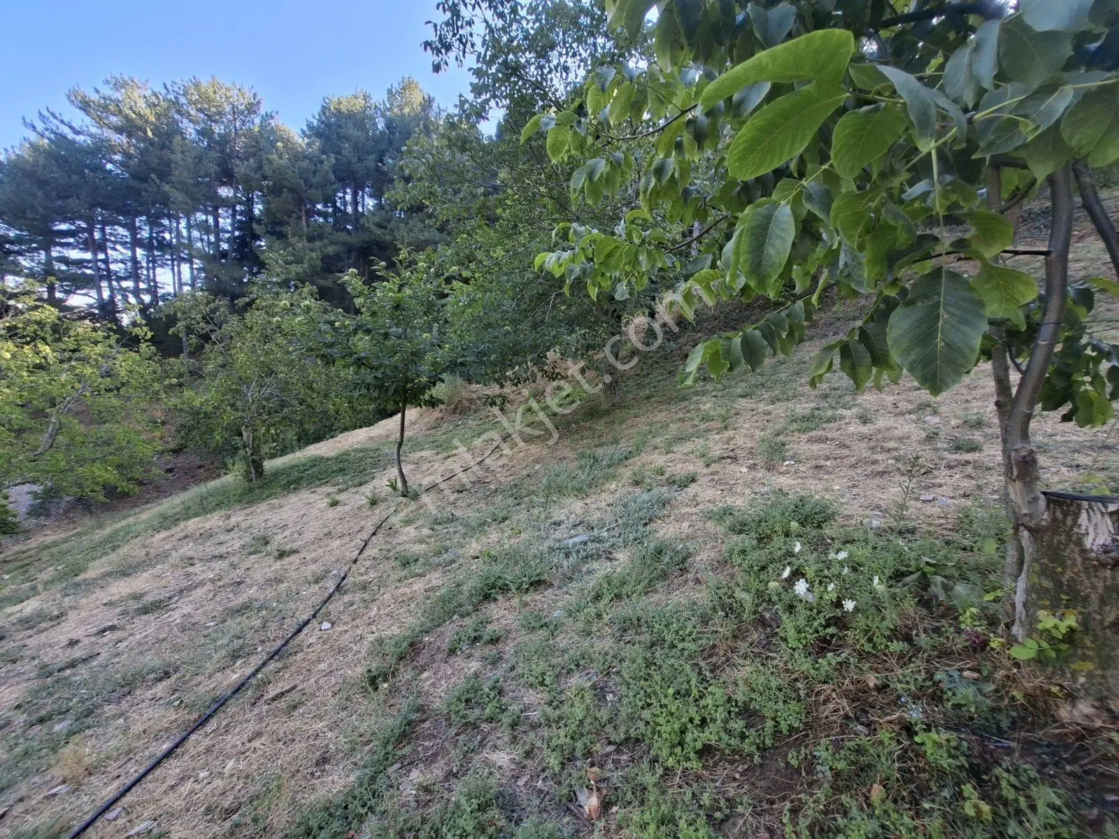 Kestane Kiraz Bahçesi Elektrik Ve Su Havuz Mevcut 7000m2 Ana Yol — fotoğraf 27