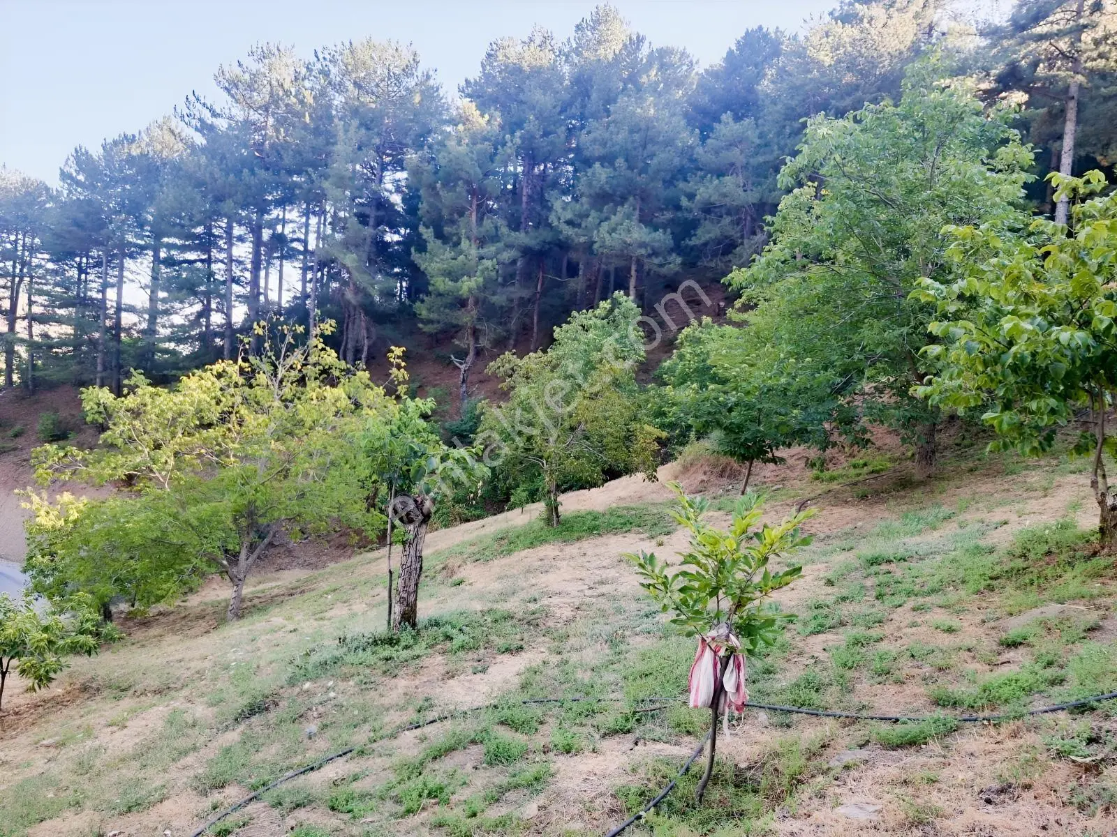 Kestane Kiraz Bahçesi Elektrik Ve Su Havuz Mevcut 7000m2 Ana Yol — fotoğraf 31