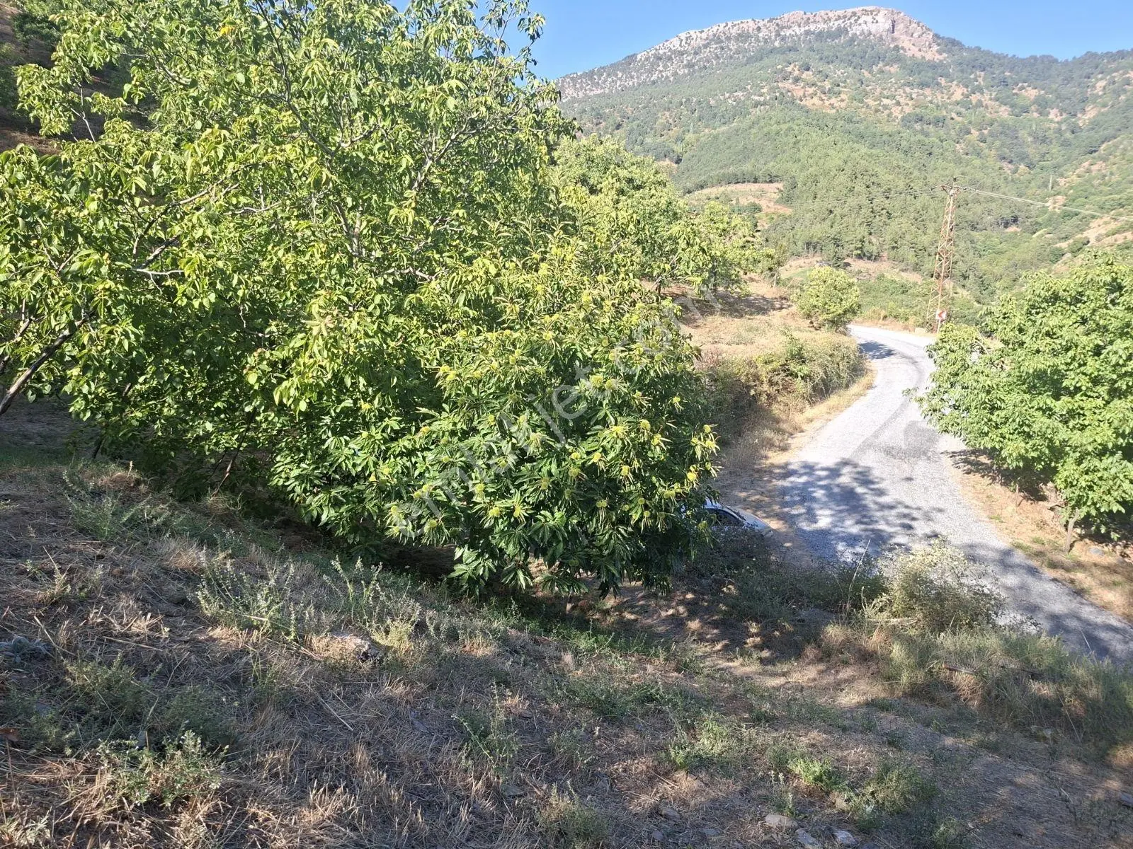 Kestane Kiraz Bahçesi Elektrik Ve Su Havuz Mevcut 7000m2 Ana Yol — fotoğraf 33