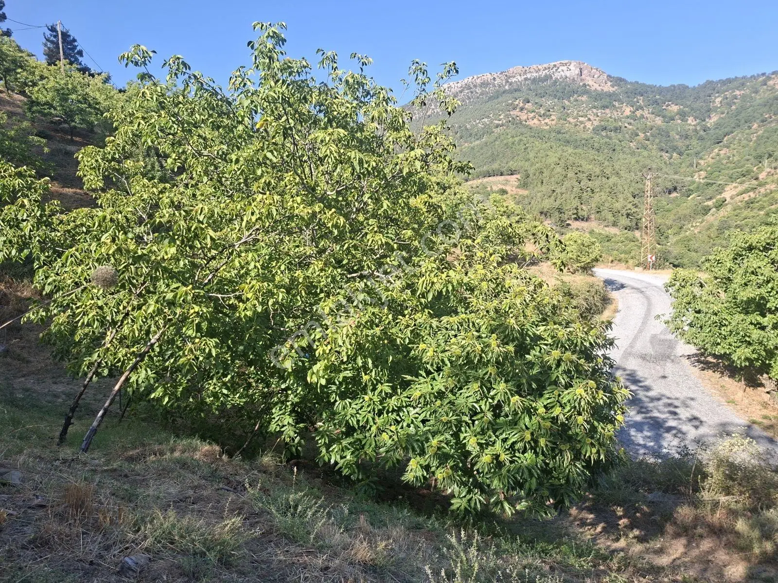 Kestane Kiraz Bahçesi Elektrik Ve Su Havuz Mevcut 7000m2 Ana Yol — fotoğraf 34