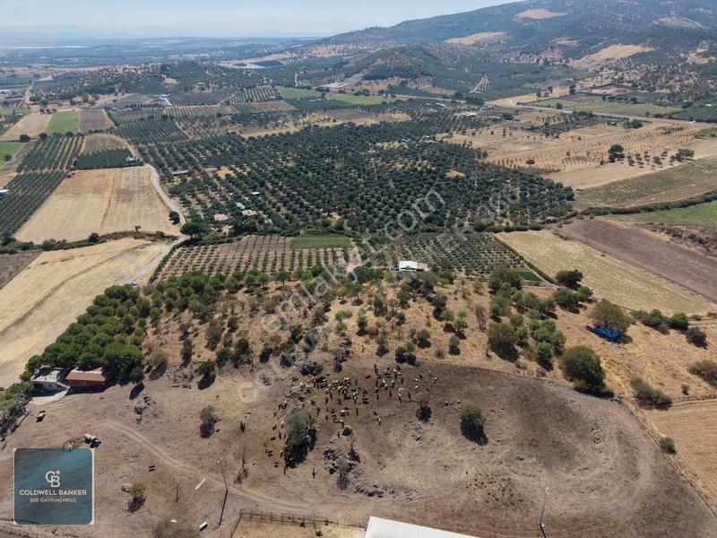 Dikili Demirtaşta 20.610 M² Tarla Hayvancılık & Yatırım Fırsatı — fotoğraf 3