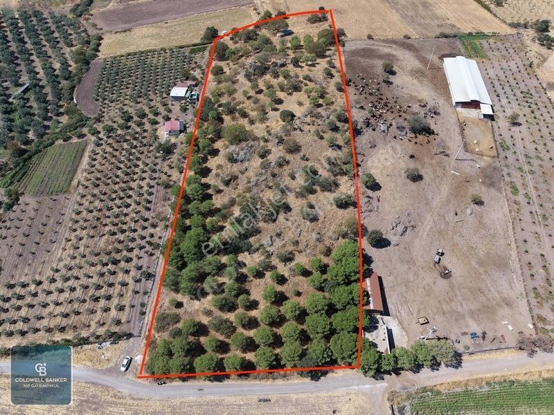 Dikili Demirtaşta 20.610 M² Tarla Hayvancılık & Yatırım Fırsatı — fotoğraf 4