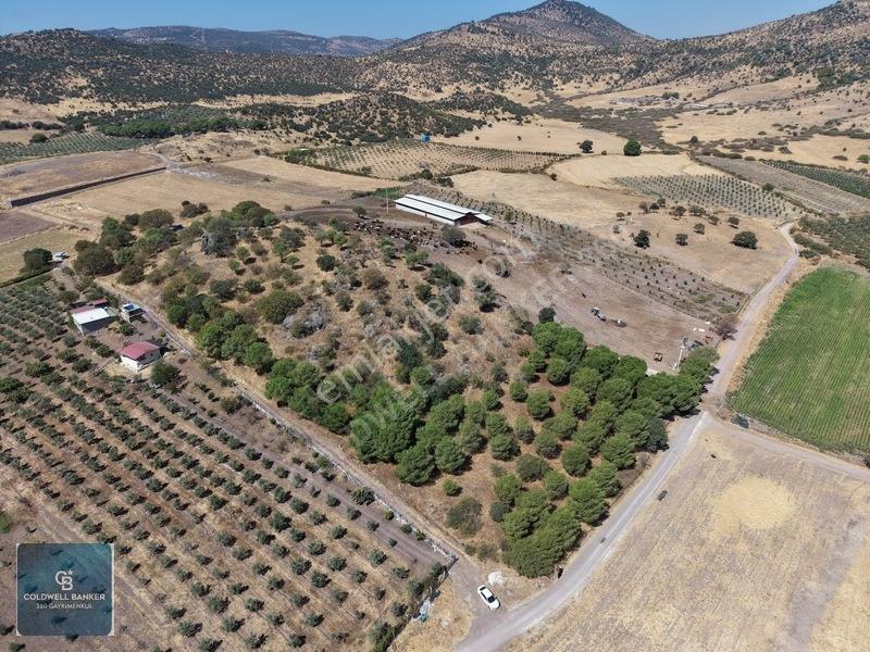 Dikili Demirtaşta 20.610 M² Tarla Hayvancılık & Yatırım Fırsatı — fotoğraf 5