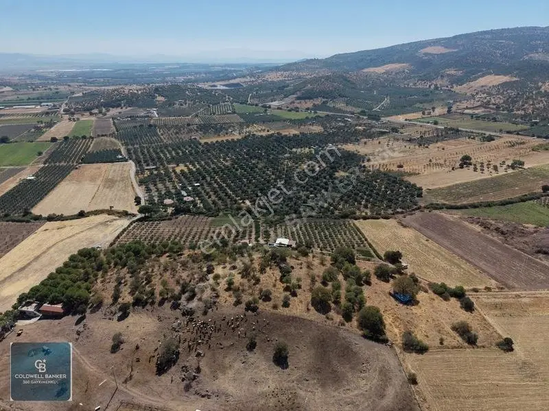 Dikili Demirtaşta 20.610 M² Tarla Hayvancılık & Yatırım Fırsatı — fotoğraf 11