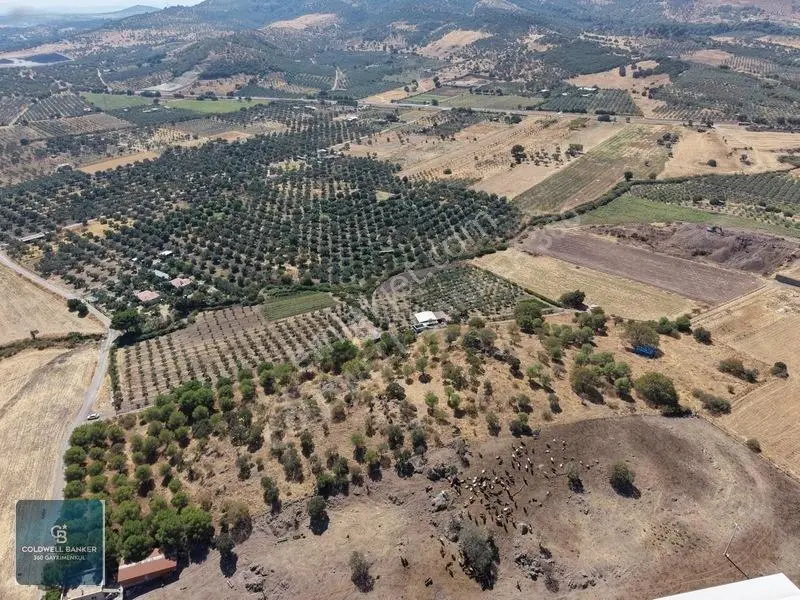 Dikili Demirtaşta 20.610 M² Tarla Hayvancılık & Yatırım Fırsatı — fotoğraf 13