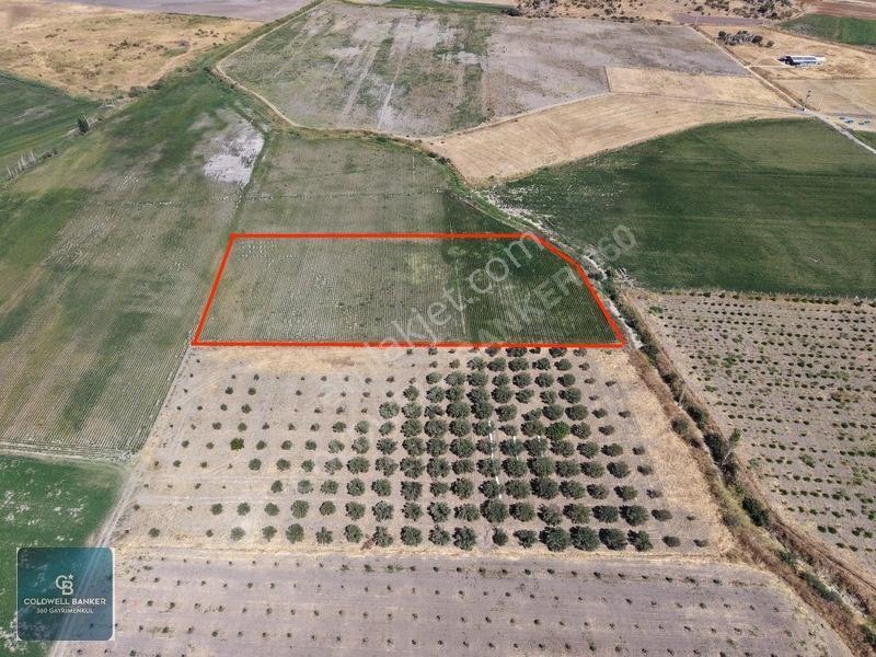 Dikili Demirtaşta 9.893 M² Tarla | Hayvancılık & Yatırım Fırsatı — fotoğraf 2