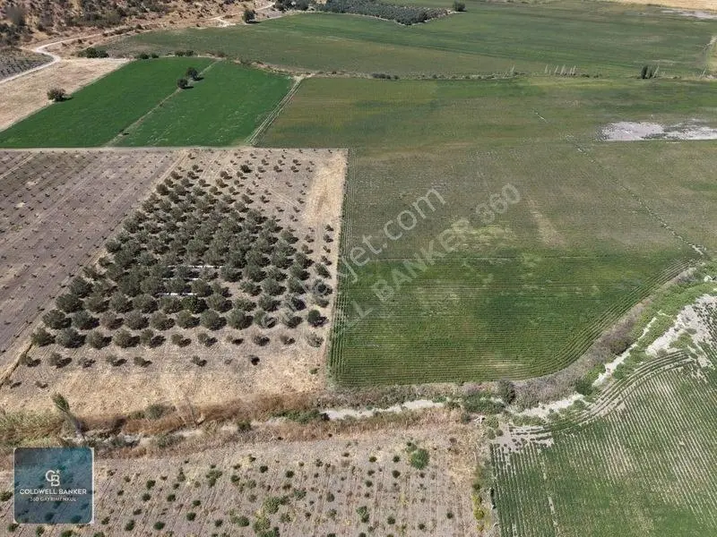 Dikili Demirtaşta 9.893 M² Tarla | Hayvancılık & Yatırım Fırsatı — fotoğraf 3