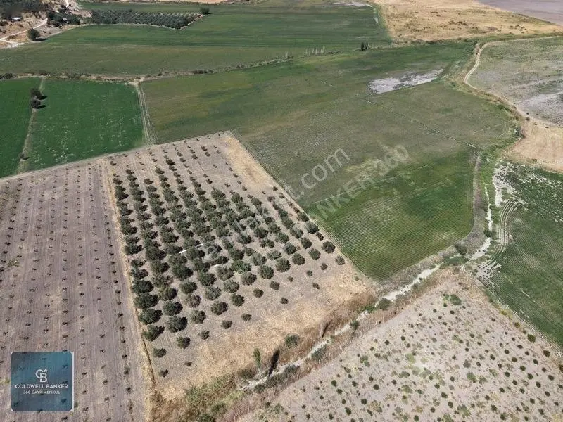 Dikili Demirtaşta 9.893 M² Tarla | Hayvancılık & Yatırım Fırsatı — fotoğraf 4