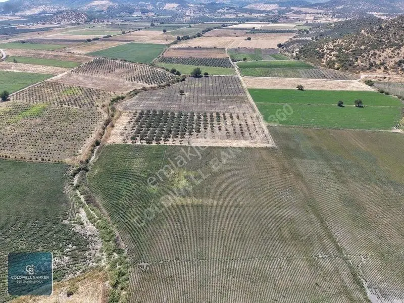 Dikili Demirtaşta 9.893 M² Tarla | Hayvancılık & Yatırım Fırsatı — fotoğraf 5