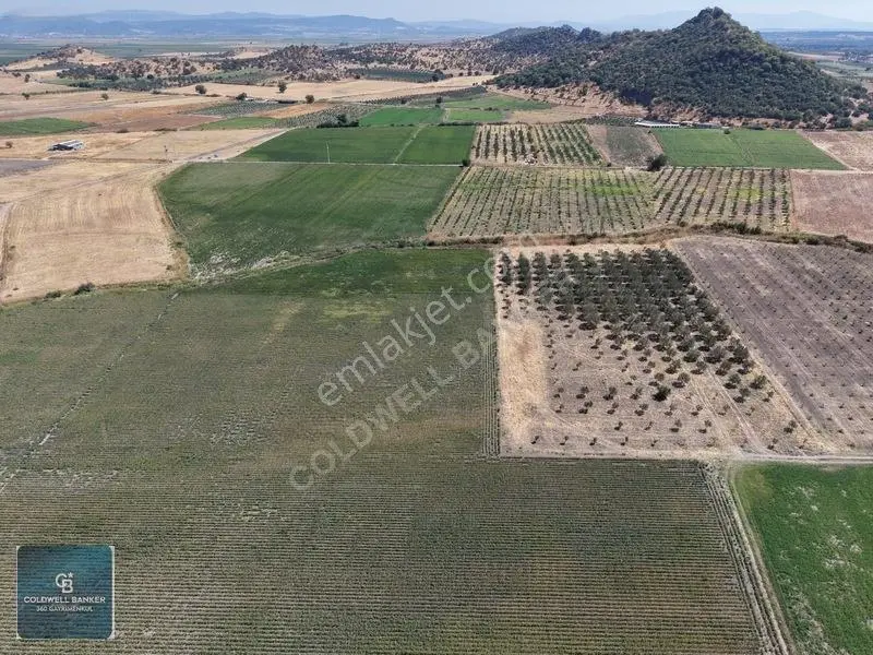 Dikili Demirtaşta 9.893 M² Tarla | Hayvancılık & Yatırım Fırsatı — fotoğraf 7