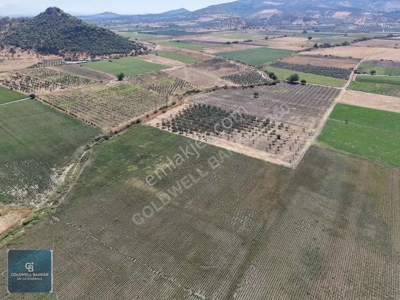 Dikili Demirtaşta 9.893 M² Tarla | Hayvancılık & Yatırım Fırsatı — fotoğraf 9