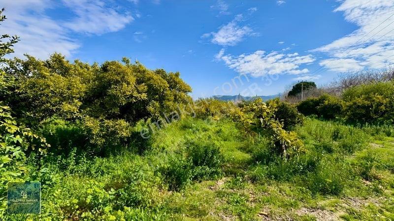 4.466.02 M2 Selçuk-kuşadası Yoluna Cepheli Mandalina Bahçesi