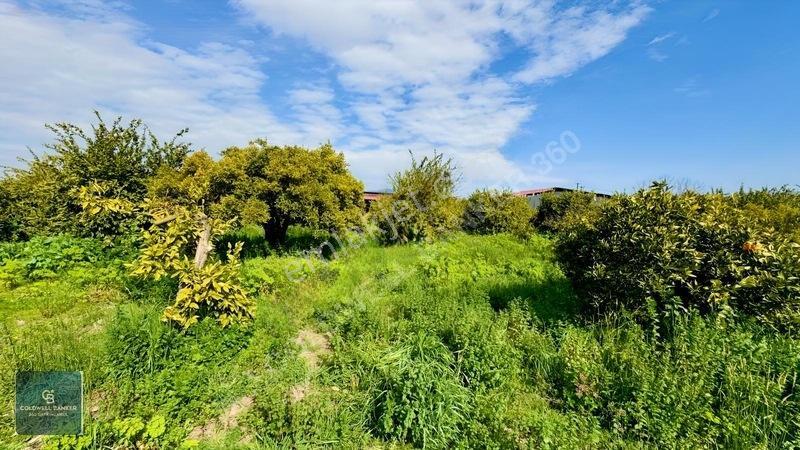 5511 M2 Selçuk-kuşadası Yoluna Cepheli Mandalina Bahçesi