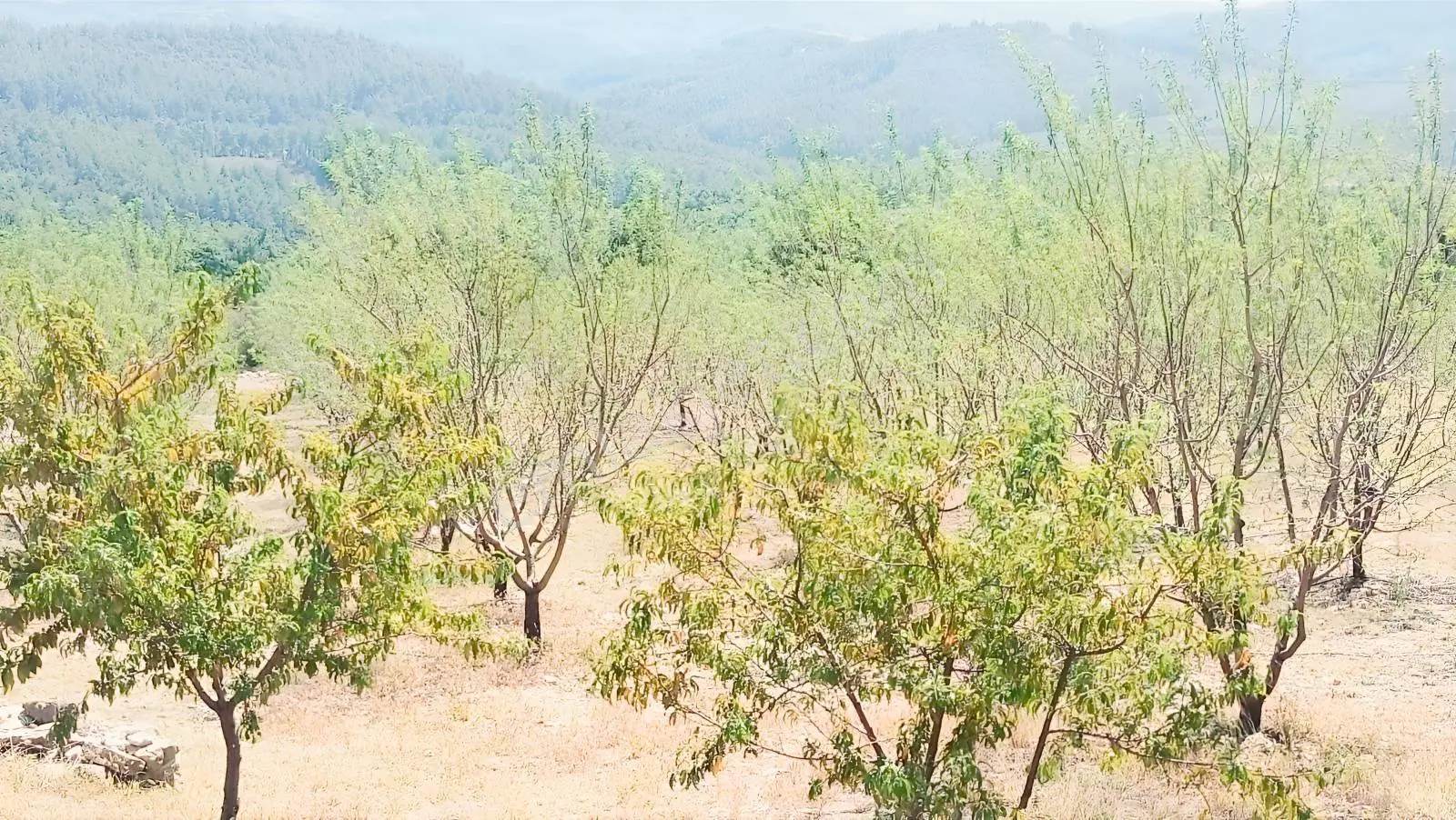 Karabucak'ta Satılık Muhteşem Badem Bahçesi + 2 Katlı Ev