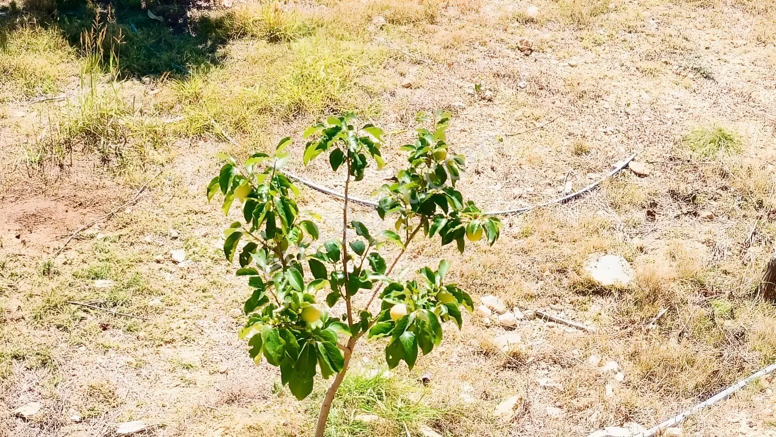 Karabucak'ta Satılık Muhteşem Badem Bahçesi + 2 Katlı Ev — fotoğraf 7