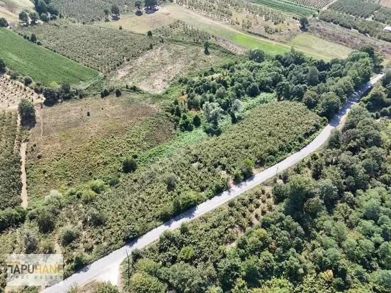 Tapuhane Den Satılık Asfalt Kenarı Hayvancılıga Uygun Fındıklık — fotoğraf 4