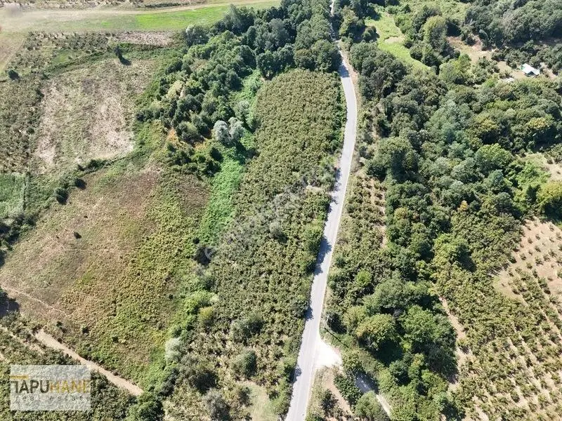 Tapuhane Den Satılık Asfalt Kenarı Hayvancılıga Uygun Fındıklık — fotoğraf 19