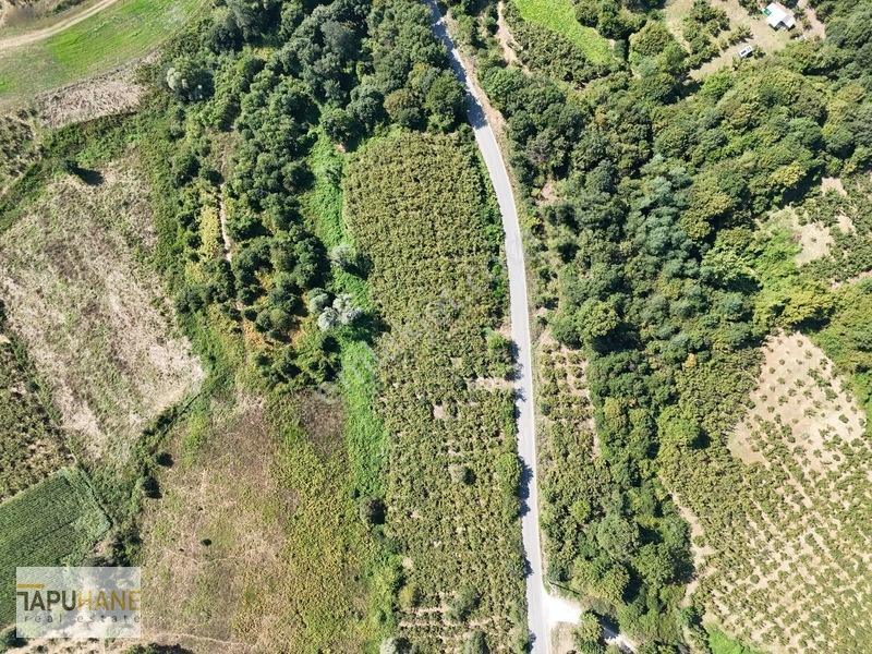 Tapuhane Den Satılık Asfalt Kenarı Hayvancılıga Uygun Fındıklık — fotoğraf 20