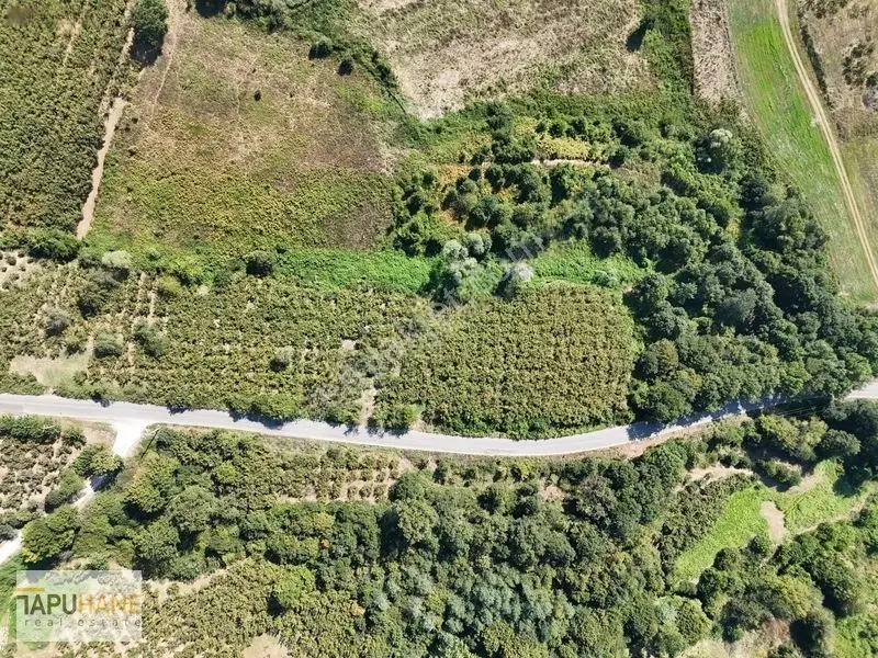 Tapuhane Den Satılık Asfalt Kenarı Hayvancılıga Uygun Fındıklık — fotoğraf 21
