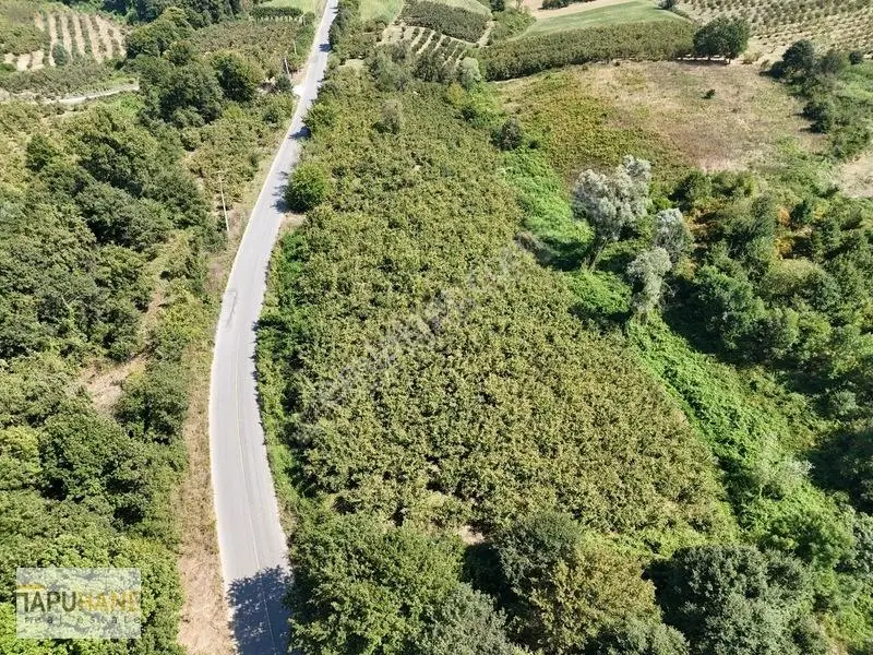 Tapuhane Den Satılık Asfalt Kenarı Hayvancılıga Uygun Fındıklık — fotoğraf 26