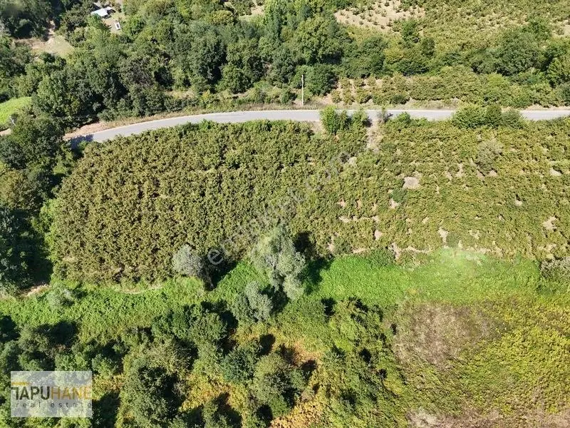 Tapuhane Den Satılık Asfalt Kenarı Hayvancılıga Uygun Fındıklık — fotoğraf 29